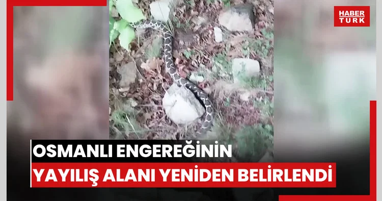 İlk kez tespit edilen Osmanlı engereğinin yayılış alanı yeniden belirlendi