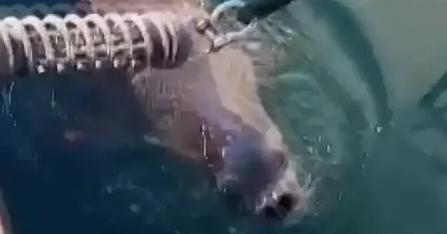 Bodrum da limanda fok görüntülendi VİDEO İZLE