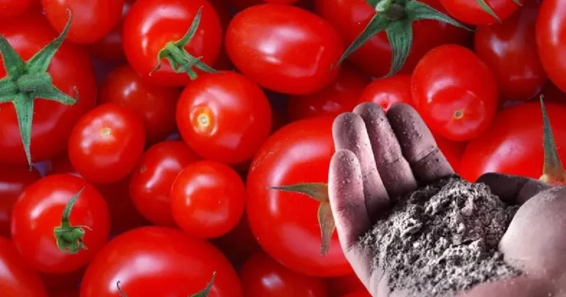 Domatesler aylarca taze kalıyor: Bir tutam koymak yetiyor Sözcü Gazetesi