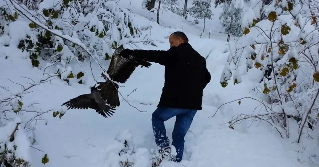 Kargayı atmacanın pençelerinden yoldan geçen vatandaşlar kurtardı Giresun Haberleri