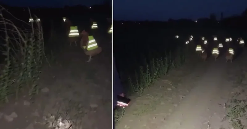 Süreli kayboluyorlardı, çareyi bu taktikte buldu