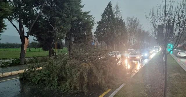 Menteşe de şiddetli fırtınada ağaç devrildi, trafik durdu Muğla Haberleri