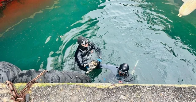 İzmir İtfaiyesi, iskele altında sıkışan kediyi kurtardı İzmir Haberleri
