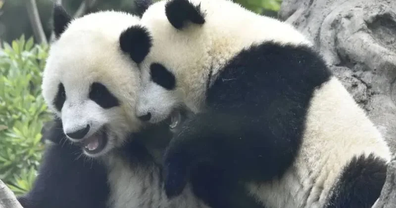 İlişkiler gerildi, olan onlara oldu: Japonya, iki dev pandayı Çin e geri yolluyor; binlerce kişi ağlayarak veda etti!