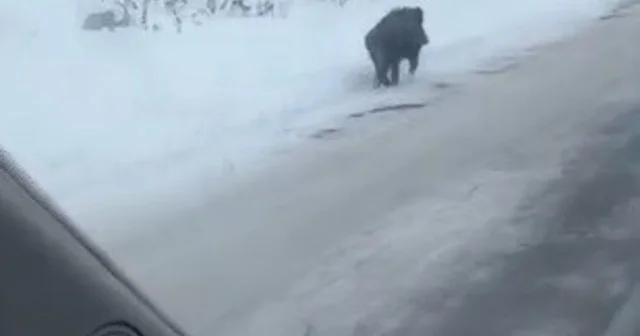 Kars ta yol kenarında ilerleyen domuz cep telefonuyla kaydedildi Kars Haberleri
