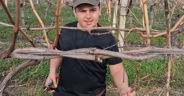 Yağmur bitti, çiftçi bağlara koştu Manisa Haberleri