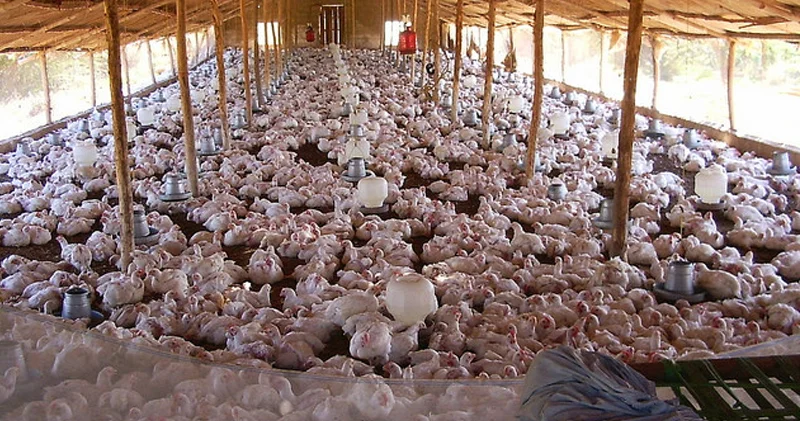 Temmuzda süt ve tavuk eti üretimi arttı