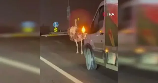 Deve kuşu, trafiği alt üst etti