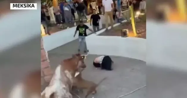 Meksika da kızgın boğa dehşet saçtı! Yakaladığı kadını havaya fırlattı