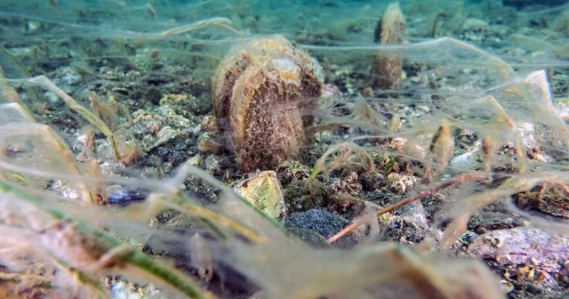 Pinalar son sığınağı Marmara da çoğalıyor; umut oluyor Son sığınakları Marmara da çoğalan pinalar metrekarede 3 4 adet görülmeye başlandı Balıkesir Haberleri
