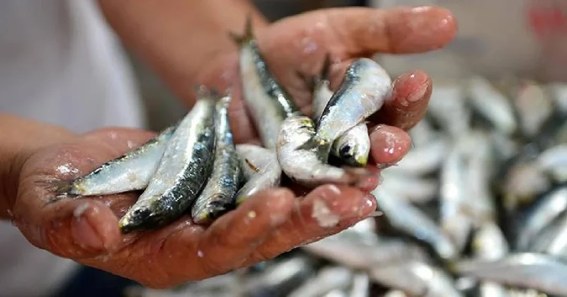Balık yerken artık iki kere düşünün: Doktor gerçekleri açıkladı Sözcü Gazetesi