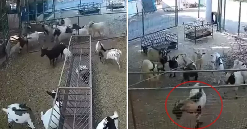 Kamera görüntülerini izleyen çiftlik sahibi gördüklerine inanamadı