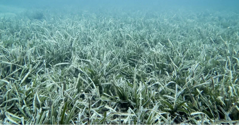 Yaz kış demeden müsilajla karşı larşıya kalan Marmara Denizi için umut veren gelişme