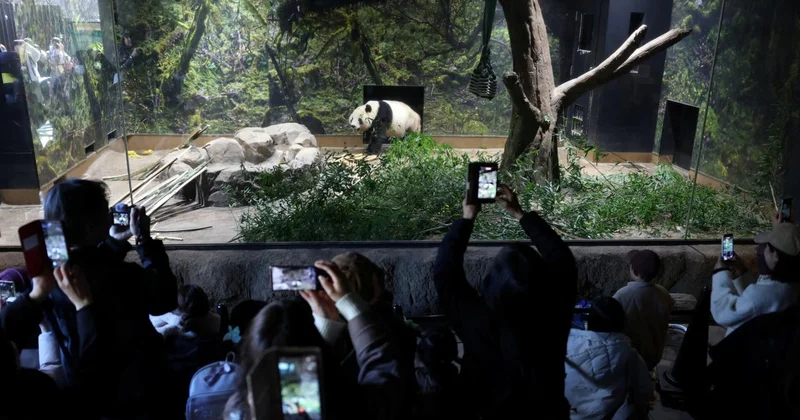 Japonya da, Çin e gönderilecek pandalara veda için binlerce kişi hayvanat bahçesine akın etti