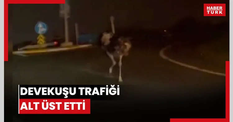Devekuşu trafiği alt üst etti: O anlar cep telefonu kamerasına yansıdı