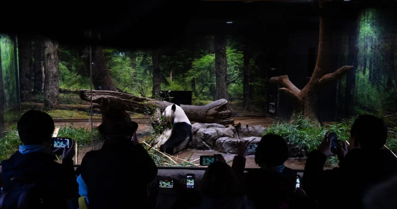 Japonya 1972 den bu yana ilk kez pandasız kalacak Dış Haberler