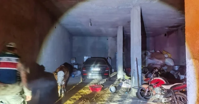 Çalınan otomobil ahırda bulundu Şanlıurfa Haberleri