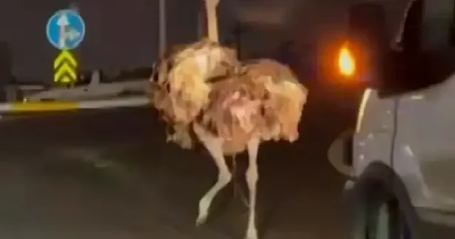 Sakarya’da sürücüler neye uğradığını şaşırdı: Deve kuşu trafiği altüst etti VİDEO İZLE