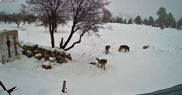 Bozyazı da kurtlar köye indi: O anlar kamerada Mersin Haberleri