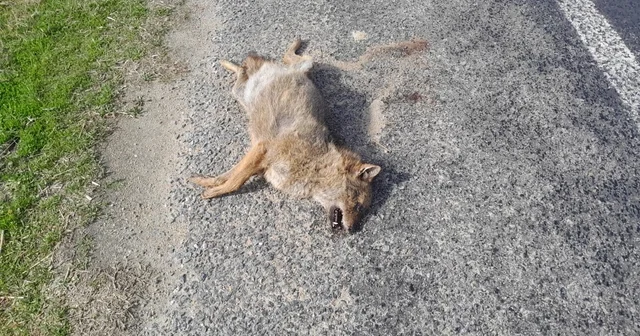 Aracın çarptığı tilki telef oldu Aydın Haberleri