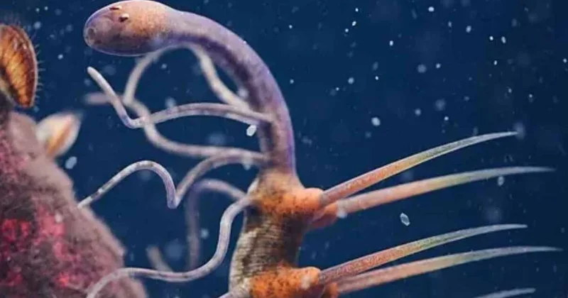 Kafası kuyruk, bacakları diken çıktı: Bu hayvan 50 yıl herkesi kandırmış Sözcü Gazetesi