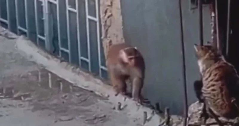 Kadıköy de firari makak maymunu kedi ile karşılaştı