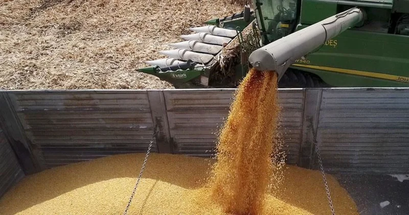 TİGEM ihaleyle yem ham maddeleri alacak: Tarihi belli oldu İş Yaşam Haberleri