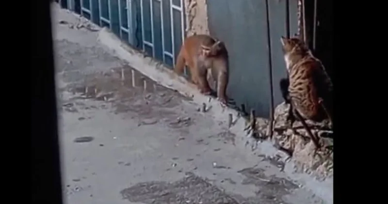 Fikirtepe de bulundurulması yasaklı maymun türü yakalandı