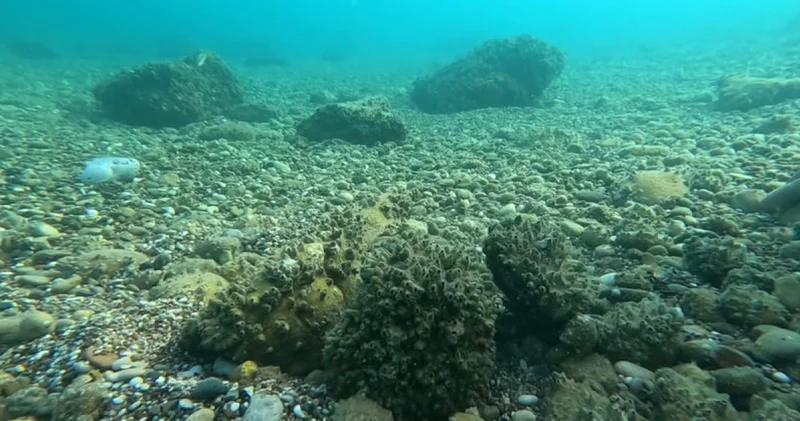 Son dakika: Marmara da deniz kestanesi avcılığı yapılmasın uyarısı Son dakika haberleri