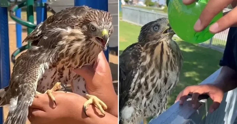 Koruma altındaki şahine içki içiren genç cezadan kaçamadı