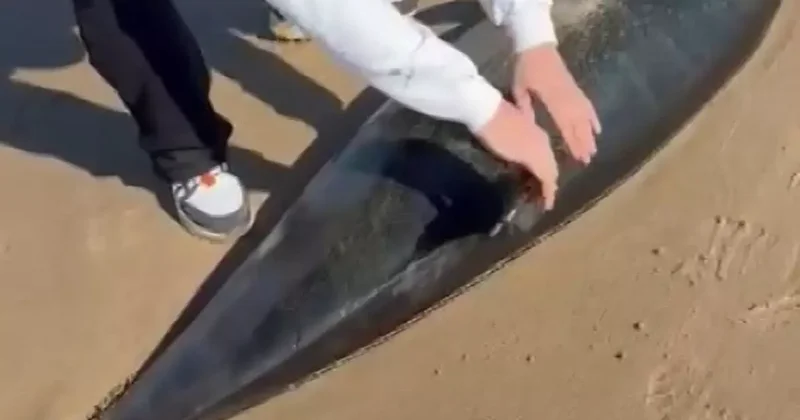 Şile’de ölü yunus kıyıya vurdu