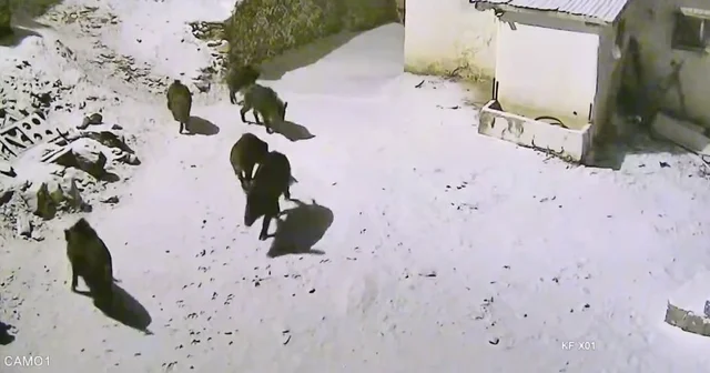 Yiyecek arayan domuz sürüsü köye indi Elazığ Haberleri