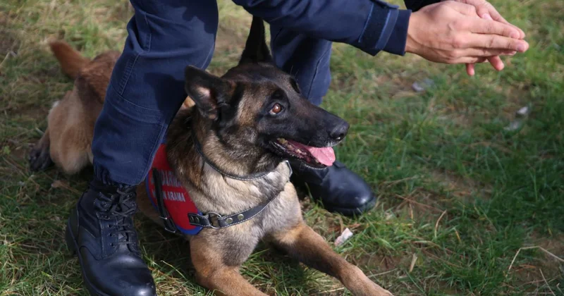 Ordu nun kahraman patileri: 9 hassas burun suçlulara göz açtırmıyor
