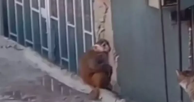 Kadıköy de iş yerinden kaçıp çatılarda dolaşan makak maymunu koruma altına alındı