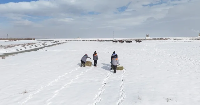 Büyükşehirden dilsiz dostlara merhamet eli: Soğuk günlerde sıcak bir dokunuş Kayseri Haberleri