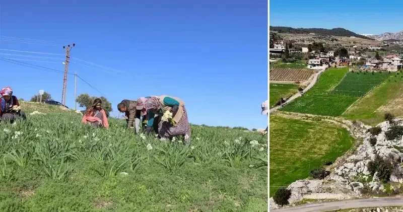 Mersin’de atıl araziler nergisle değerlendi, üretim 10 kat arttı Aktüel Haberleri