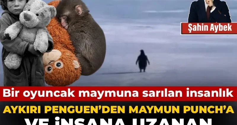 Aykırı Penguen’den Maymun Punch’a ve insana uzanan yalnızlık hikâyesi: Bir oyuncak maymuna sarılan insanlık