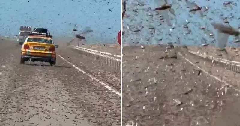 Dev çekirge sürüsü otoyolu istilası