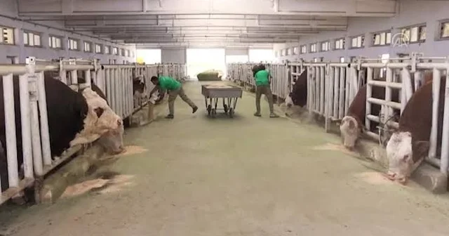 Malatya TİGEM de şap hastalığı; bölge karantinada Malatya Haberleri