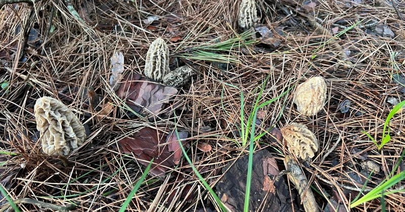 Doğada kendiliğinden yetişen gizli servet: Kilosu 3 bin liradan pazarda yok satıyor Sözcü Gazetesi