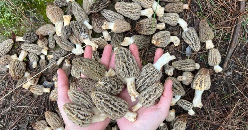 Sadece bir ilçenin dağlarında kendi kendine yetişiyor: Kilosu 3 bin lira ama kapış kapış satılıyor