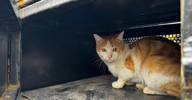 Elazığ da yaralı halde bulunan kedi tedavi altına alındı Elazığ Haberleri