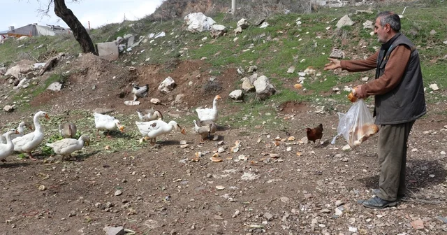 Şehirde renkli görüntüler oluşturan firari kazlar, yuvalarında görüntülendi Sivas Haberleri