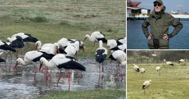 İstanbul dan her yıl 1 milyon leylek geçiyor İstanbul Haberleri