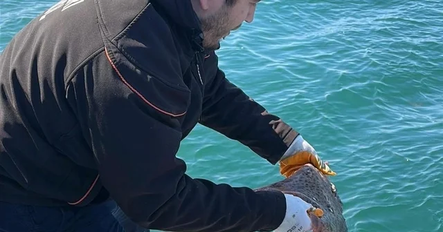 Marmara Denizi nde kullanılan kaçak av aracı yakalandı Yalova Haberleri