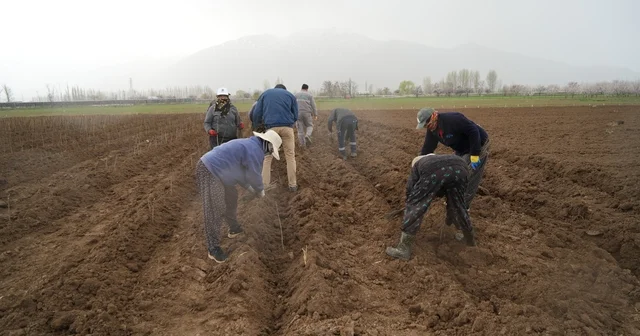 Erzincan bölgenin fidan ihtiyacını karşılıyor Erzincan Haberleri
