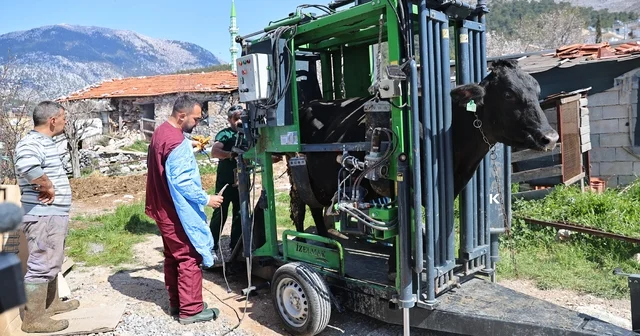 Gündoğmuşlu üreticilerin büyükbaş hayvanlarına tırnak bakım desteği Antalya Haberleri