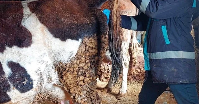 Hisarcık ta şap hastalığı için büyükbaş hayvanlardan kan numunesi alındı Kütahya Haberleri