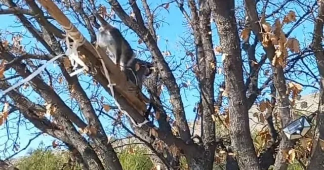 Çivril de görülen maymun koruma altına alındı Denizli Haberleri
