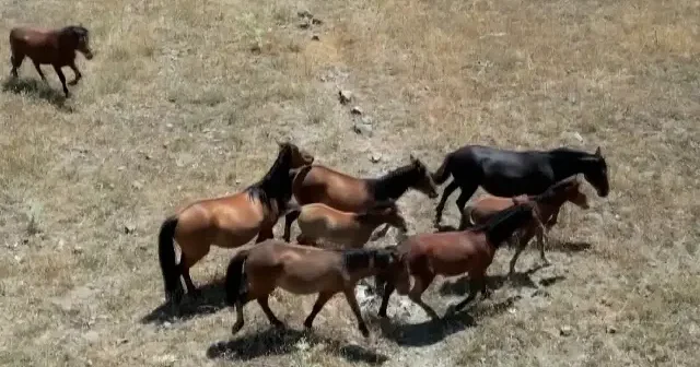 Isparta’da yılkı atları baharın gelişiyle meralarda otladı VİDEO İZLE